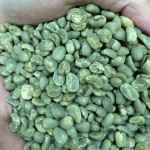 just collected green coffee beans