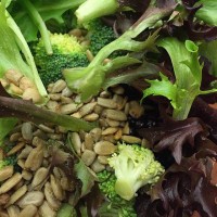 Lettuce, broccoli, and sunflower seeds for gombs diet
