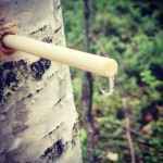 Birch sap helps to lose water weight fast