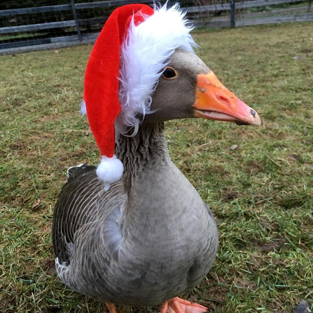 Happy Christmas Goose